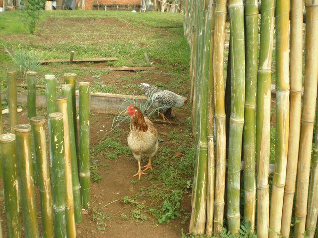 gallo y gallina batara.JPG